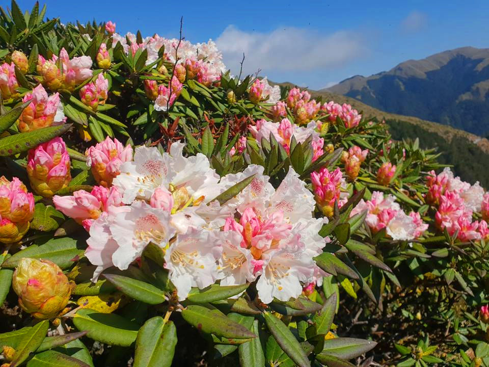 合歡山賞【高山杜鵑】