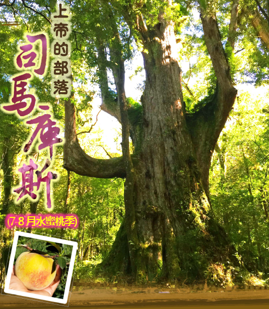 【司馬庫斯】黃金水蜜桃
