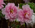 花開富貴滿花香~杉林溪賞【牡丹花】