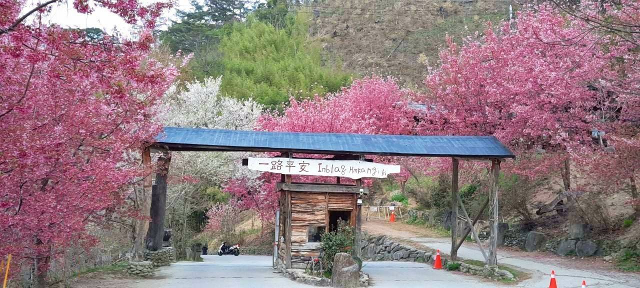 ★★★《此生必看》～超級無敵難搶房的【司馬庫斯】櫻花季《★★櫻花季房一房難求報名要快唷》★住:優質迦南小木屋四人房-5間,歡迎8人(小巴)或24人(中巴)團體包團！