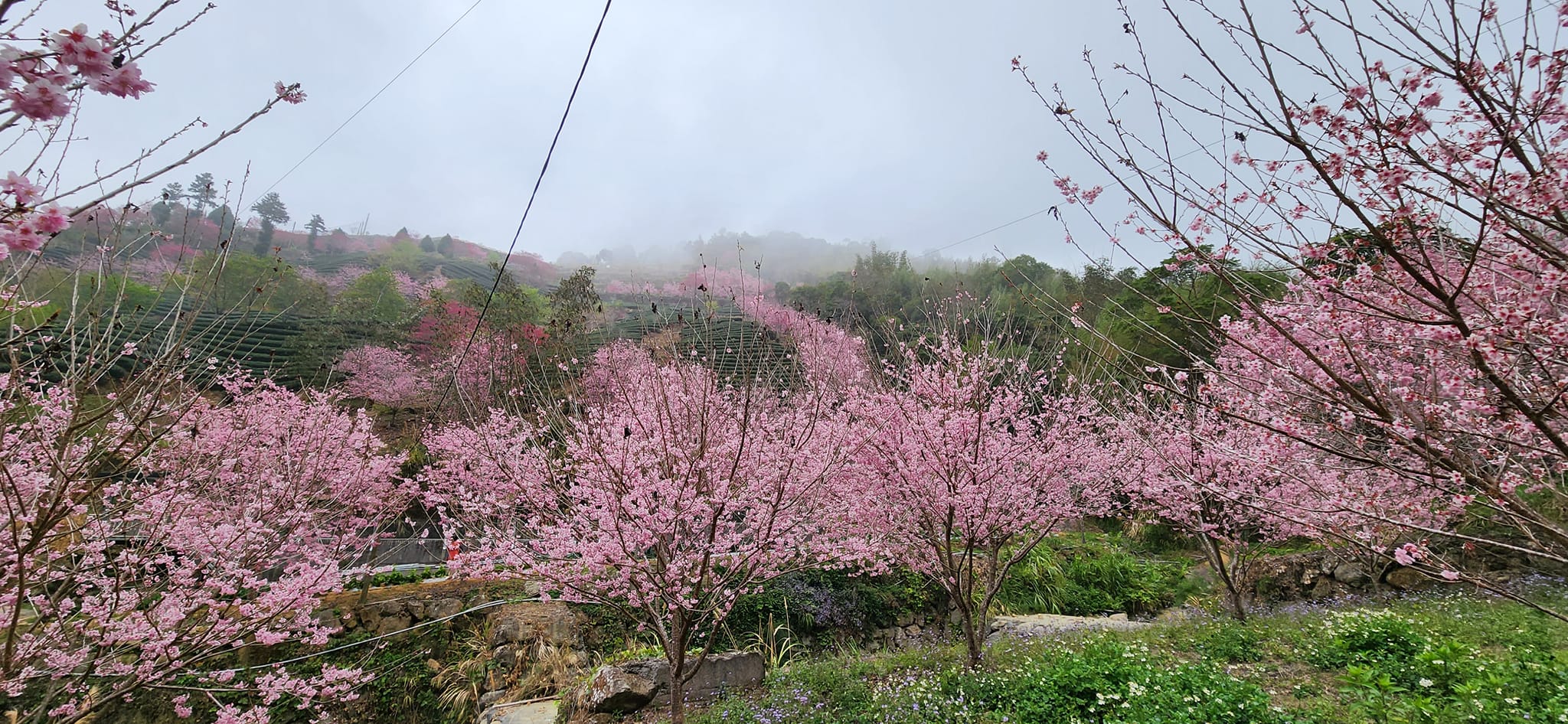 【2B-1】 ★★★《賞櫻新秘境》【石壁美人谷．寒溪呢森林人文叡地】人間仙境●歡迎家族團體包團！