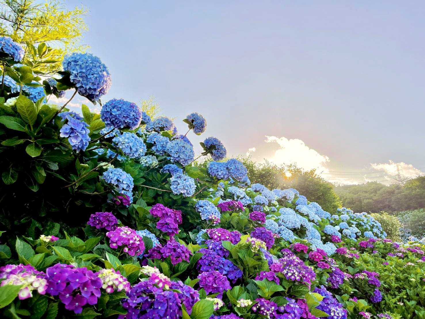 ★觀音．觀鷹～走訪《新秘境》【台版小敦煌．繡球花仙境】生態之旅★『限額40人』，特別推薦給特別的您～一起賞繡球花探秘趣....【※僅限團體包團】