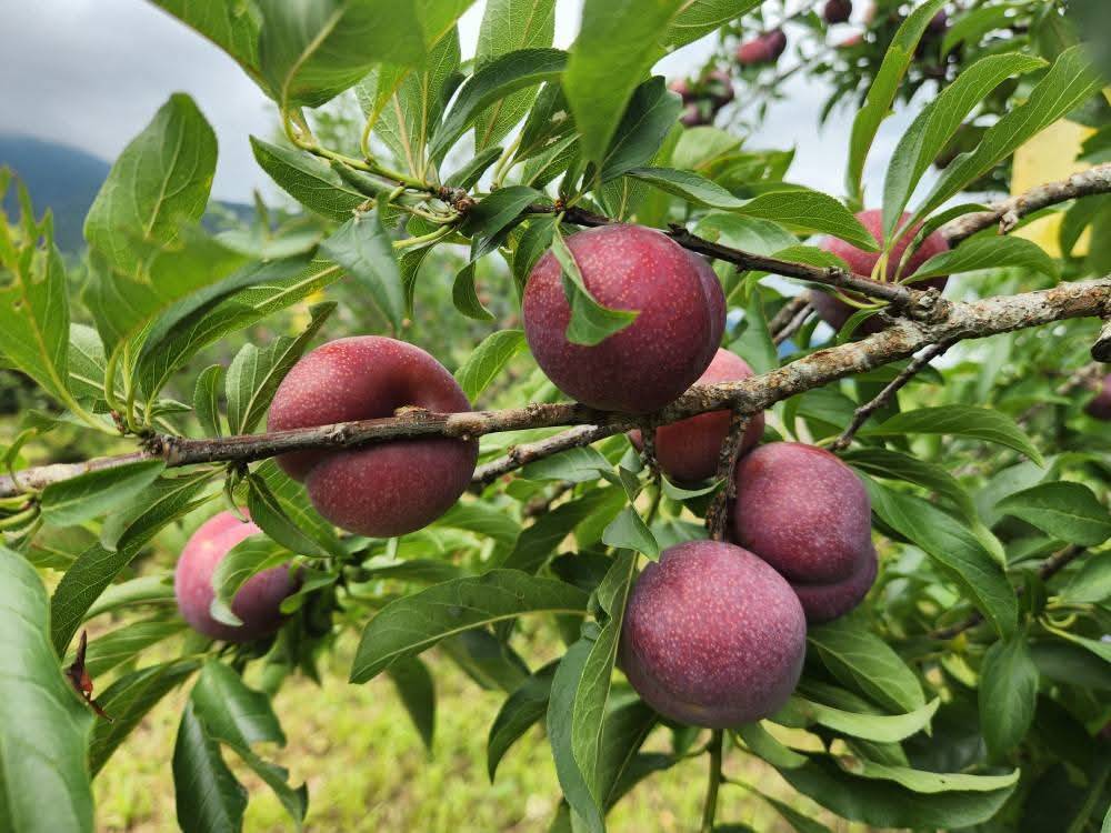 ★《紅肉李季》被遺忘的部落-kbanun 樂水 「好李相送」部落食農體驗 ●很棒的活動，特別推薦給特別的您～一起採「紅肉李」趣【※僅限團體包團】