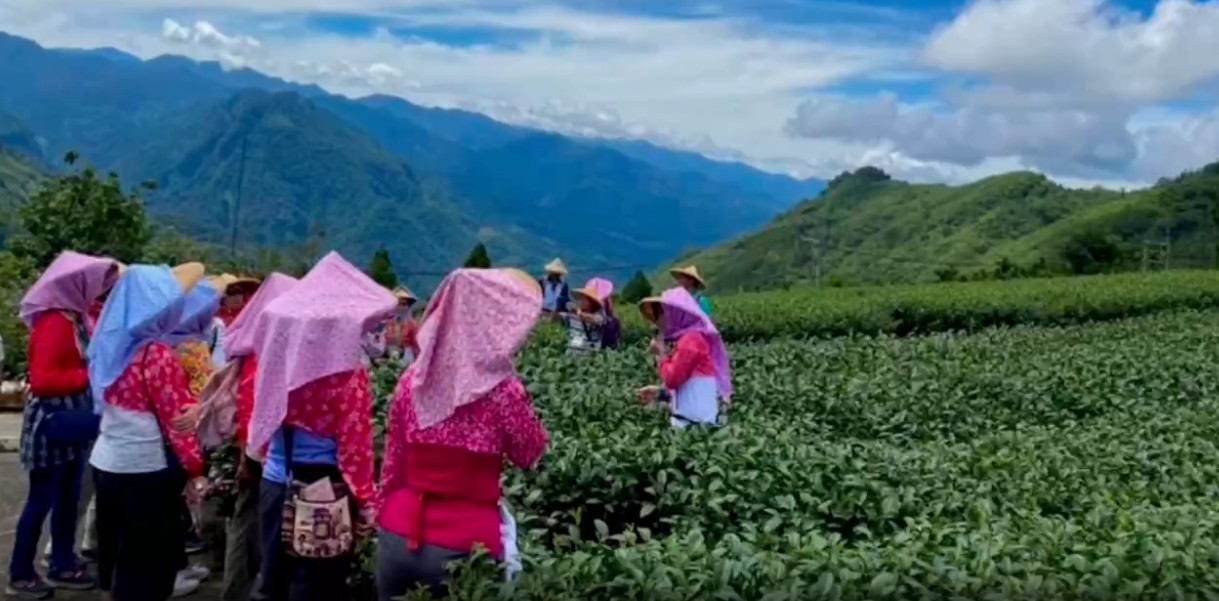 ★達人帶路～【鄒】遊阿里山秘徑  森態找茶趣  (●歡迎團體包團！)